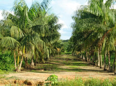 Açaí Palm Seeds