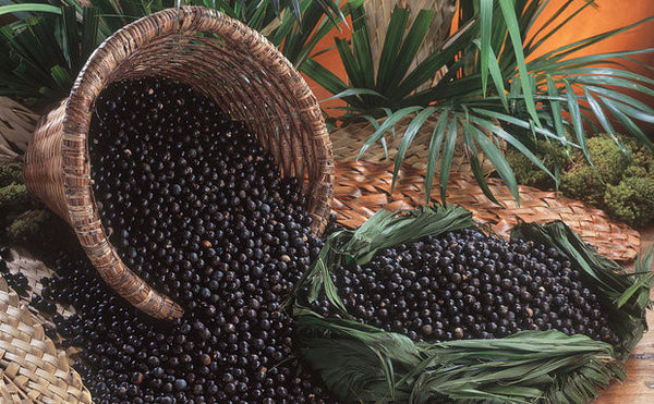 acai seeds for planting Açaí Palm Seeds