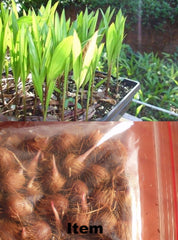 Açaí Palm Seeds