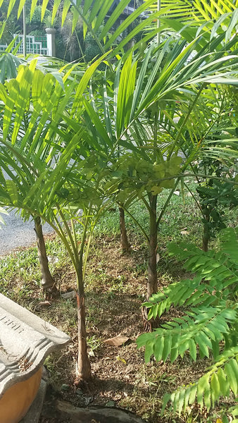 Açaí Palm Seeds