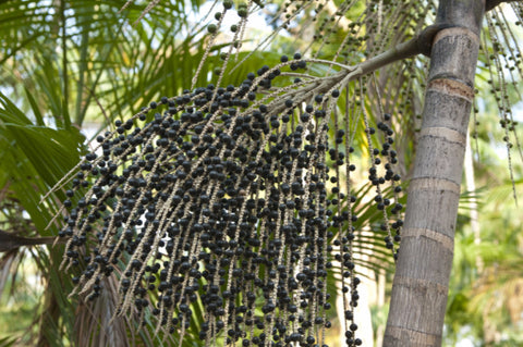 Açaí Palm Seeds
