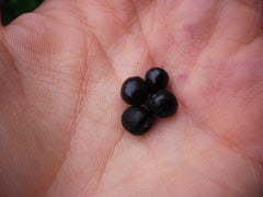 Maquí Berry Seeds