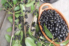 Maquí Berry Seeds