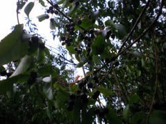 Maquí Berry Seeds